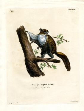 Javan Flying Squirrel