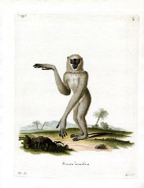 Javan Silvery Gibbon