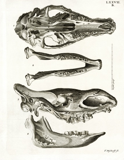 Jaw Bones à École allemande, (19ème siècle)