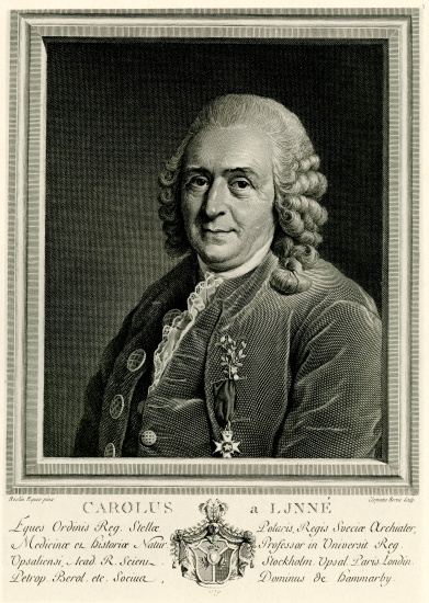 Karl von Linné à École allemande, (19ème siècle)