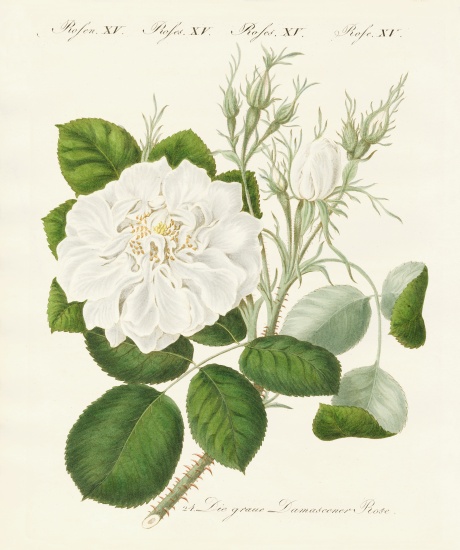 Kinds of roses à École allemande, (19ème siècle)