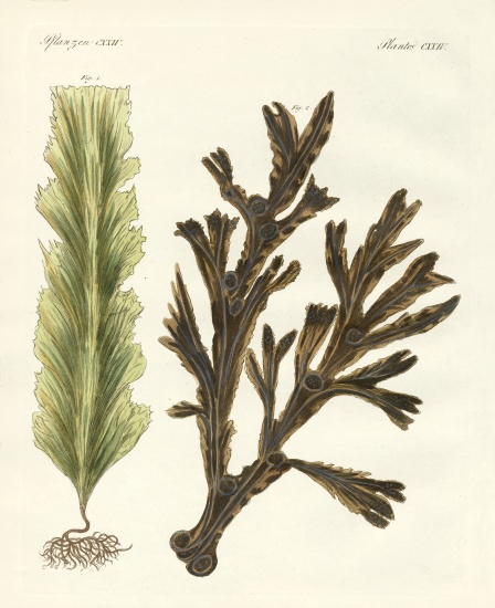 Kinds of seaweed à École allemande, (19ème siècle)