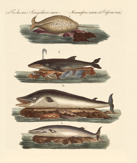 Kinds of whales à École allemande, (19ème siècle)