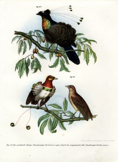King Bird of Paradise à École allemande, (19ème siècle)
