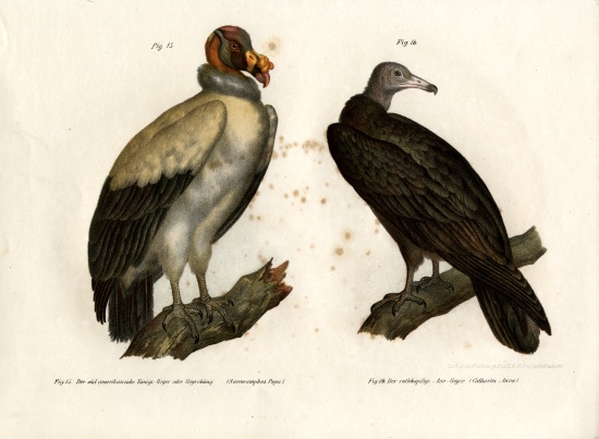 King Vulture à École allemande, (19ème siècle)