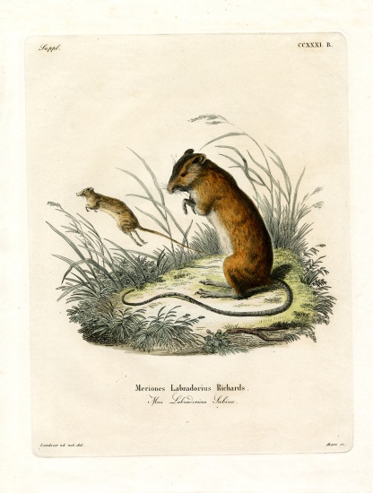 Labrador Jumping Mouse à École allemande, (19ème siècle)