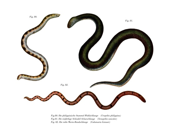 Large Shieldtail Snake à École allemande, (19ème siècle)