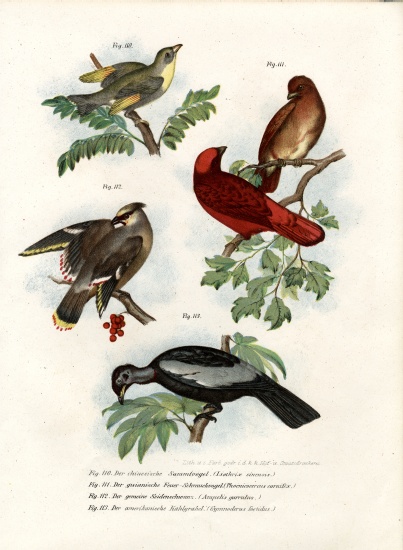 Leiothrix Bird à École allemande, (19ème siècle)