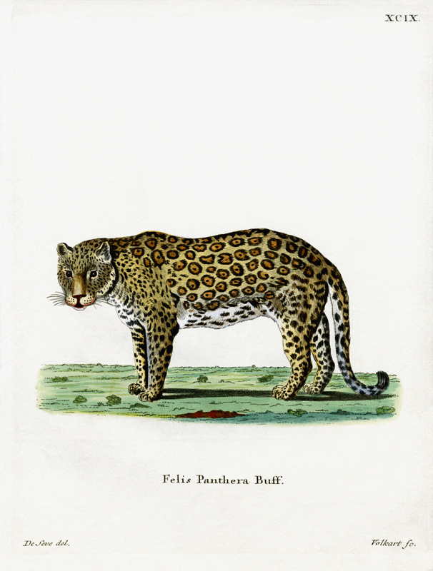 leopard à École allemande, (19ème siècle)