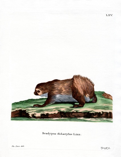 Linnaeus's Two-toed Sloth à École allemande, (19ème siècle)