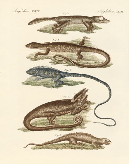 Lizards à École allemande, (19ème siècle)
