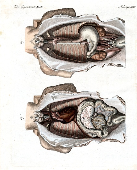 Location of intestines in the human body à École allemande, (19ème siècle)