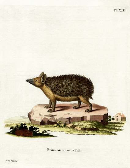 Long-eared Hedgehog à École allemande, (19ème siècle)