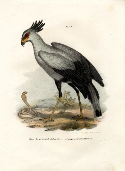 Long-legged Raptorial Bird à École allemande, (19ème siècle)