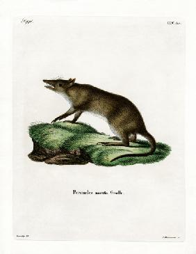 Long-nosed Bandicoot