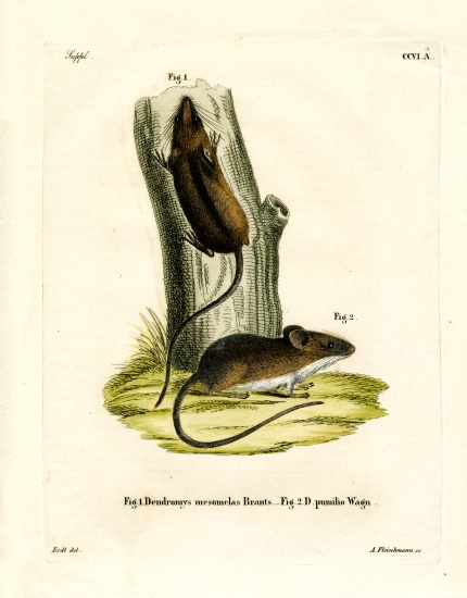Long-tailed Tree Mouse à École allemande, (19ème siècle)