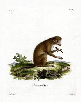 Macaque