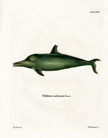 Malayan Dolphin à École allemande, (19ème siècle)