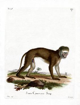 Malbrouck Monkey