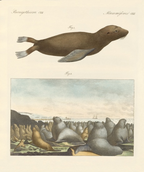 Mammals à École allemande, (19ème siècle)