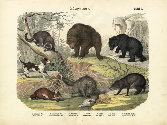 Mammals, c.1860 à École allemande, (19ème siècle)