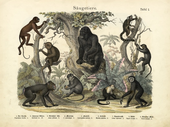 Mammals, c.1860 à École allemande, (19ème siècle)