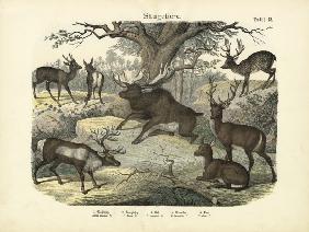 Mammals, c.1860