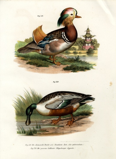 Mandarin Duck à École allemande, (19ème siècle)