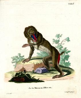 Mandrill