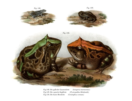 Marbled Four-eyed Frog à École allemande, (19ème siècle)