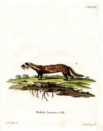 Marbled Polecat à École allemande, (19ème siècle)