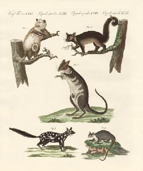 Marsupials