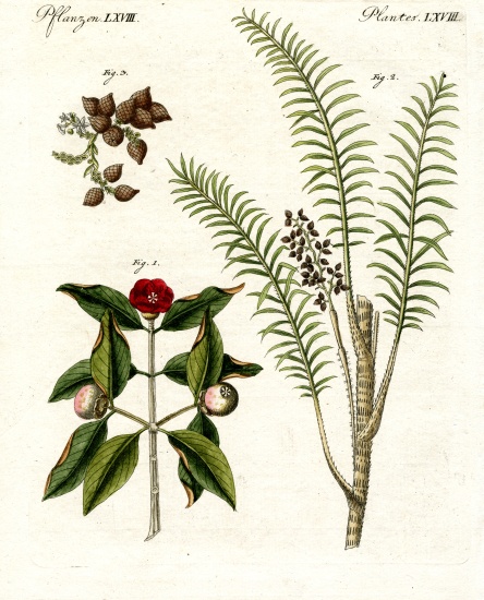 Medical plants à École allemande, (19ème siècle)