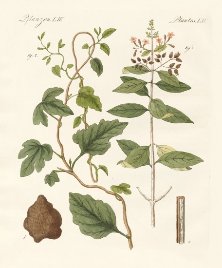 Medical plants à École allemande, (19ème siècle)