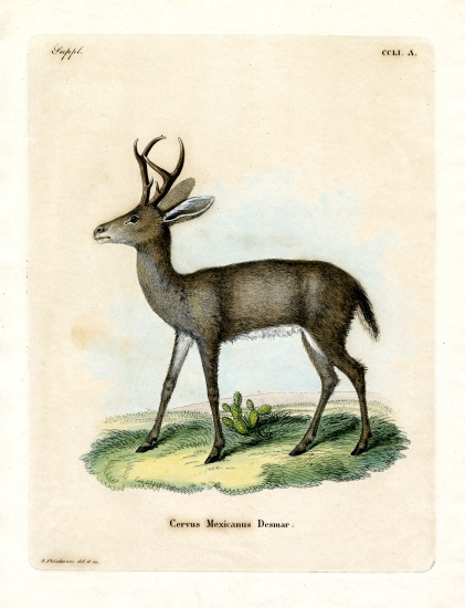 Mexican Deer à École allemande, (19ème siècle)