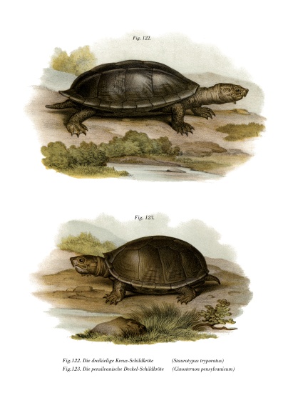 Mexican Giant Musk Turtle à École allemande, (19ème siècle)