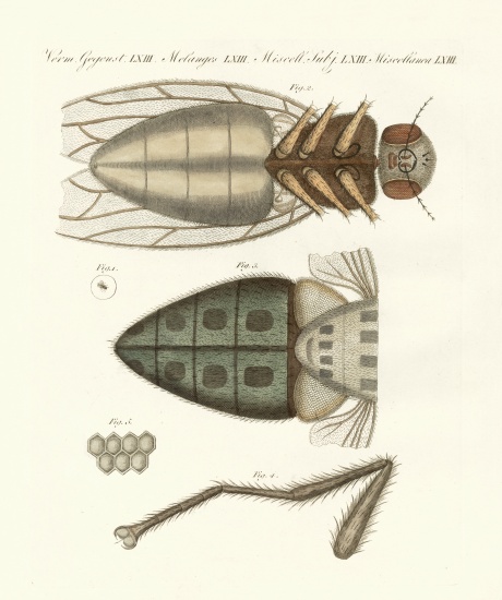 Microscopic view of the housefly à École allemande, (19ème siècle)