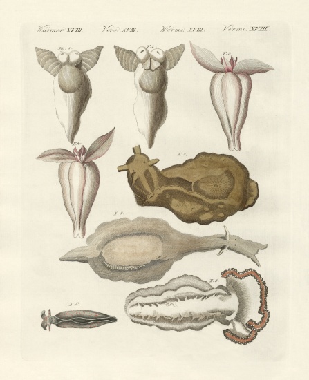Molluscs à École allemande, (19ème siècle)