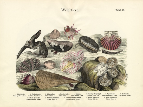 Molluscs, c.1860 à École allemande, (19ème siècle)