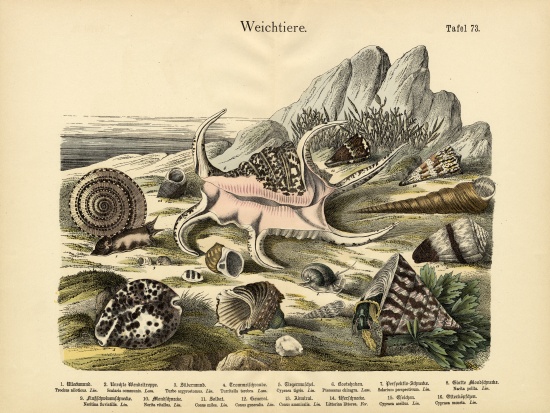 Molluscs, c.1860 à École allemande, (19ème siècle)