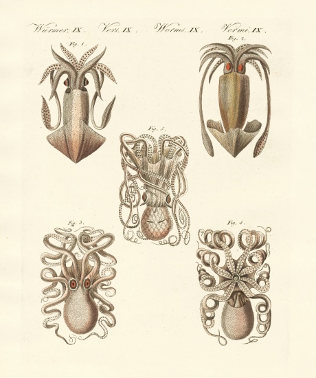 Molluscs or soft worms à École allemande, (19ème siècle)