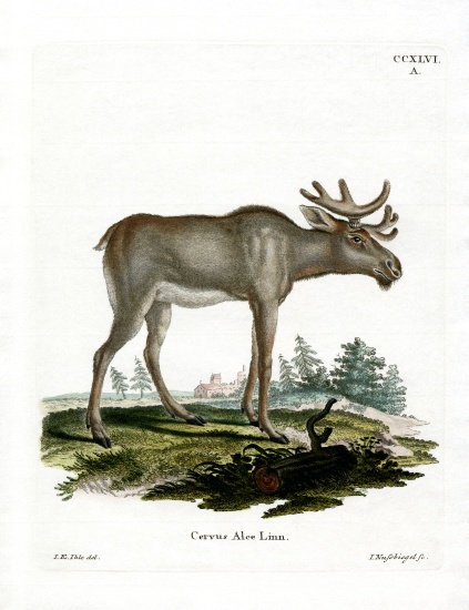 Moose à École allemande, (19ème siècle)
