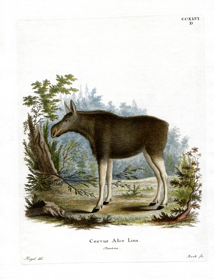 Moose à École allemande, (19ème siècle)