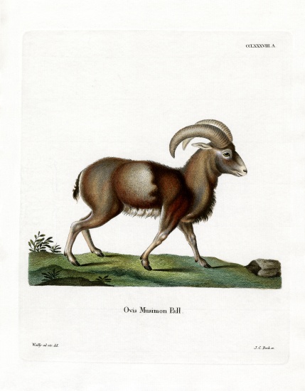 Mouflon à École allemande, (19ème siècle)