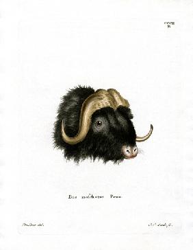 Musk Ox Head