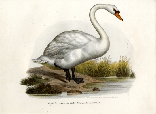 Mute Swan à École allemande, (19ème siècle)