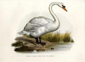 Mute Swan