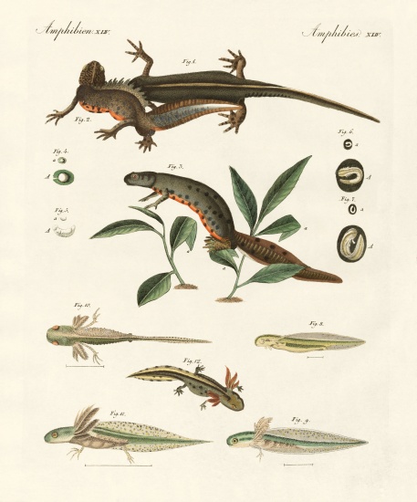Natural history of sea salamander à École allemande, (19ème siècle)