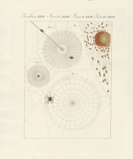 Natural history of the spider à École allemande, (19ème siècle)
