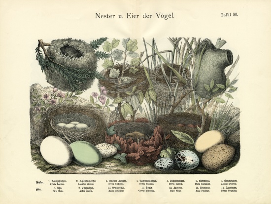 Nests and Eggs, c.1860 à École allemande, (19ème siècle)